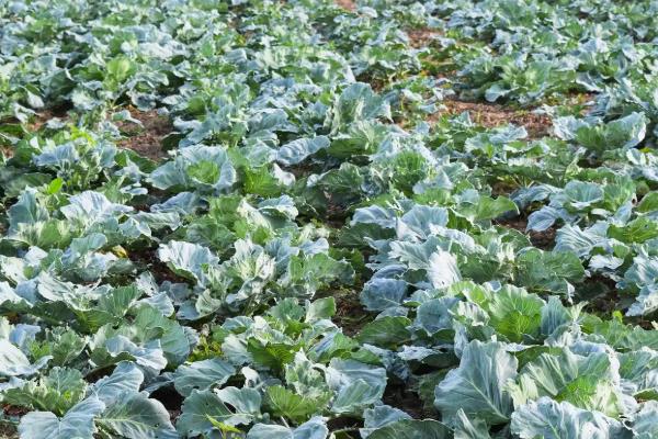 甘蓝的种植时间,春季和秋季均可种植