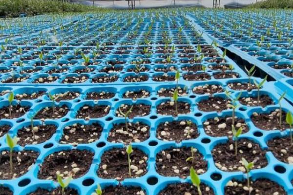 甘蓝的种植时间,春季和秋季均可种植