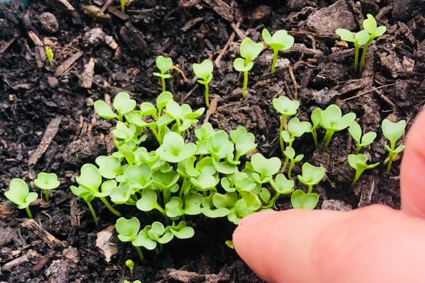 甘蓝的种植时间,春季和秋季均可种植