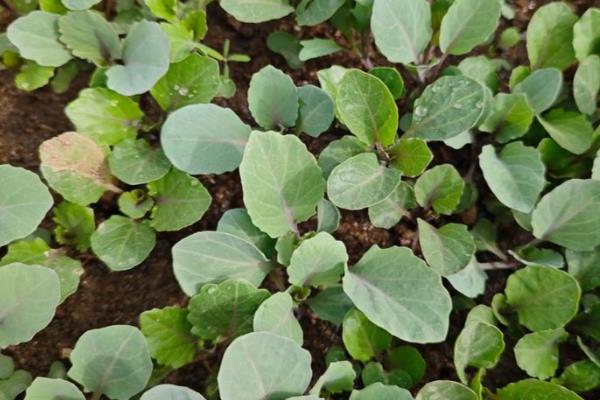 甘蓝的种植时间,春季和秋季均可种植