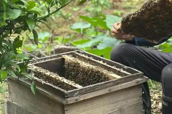 防止蜜蜂逃跑的方法，外界缺少蜜源时要人工补饲