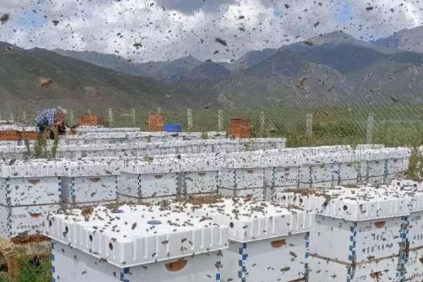 防止蜜蜂逃跑的方法，外界缺少蜜源时要人工补饲