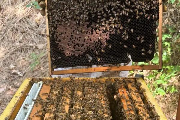 防止蜜蜂逃跑的方法，外界缺少蜜源时要人工补饲