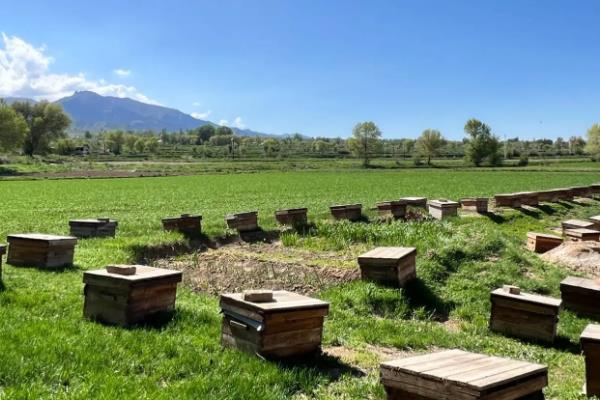 防止蜜蜂逃跑的方法，外界缺少蜜源时要人工补饲