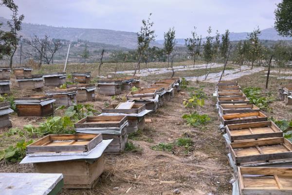 防止蜜蜂逃跑的方法，外界缺少蜜源时要人工补饲