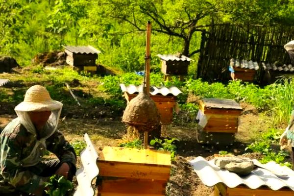 防止蜜蜂逃跑的方法，外界缺少蜜源时要人工补饲