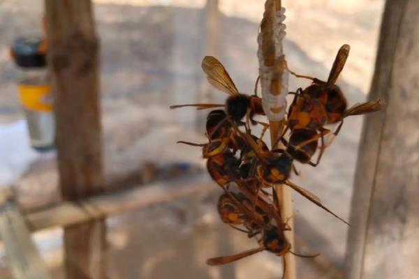 防止蜜蜂逃跑的方法，外界缺少蜜源时要人工补饲