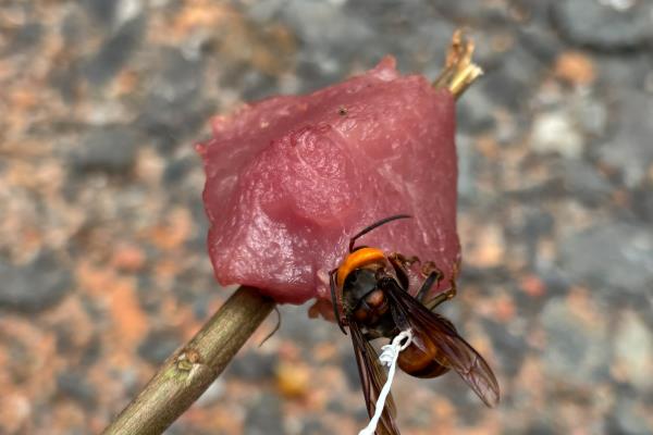 防止蜜蜂逃跑的方法，外界缺少蜜源时要人工补饲