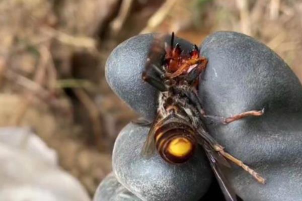防止蜜蜂逃跑的方法，外界缺少蜜源时要人工补饲