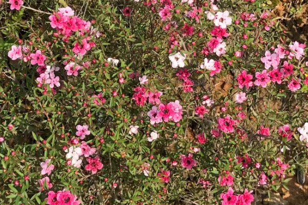 松红梅的花语是什么，寓意胜利、坚强坚定等