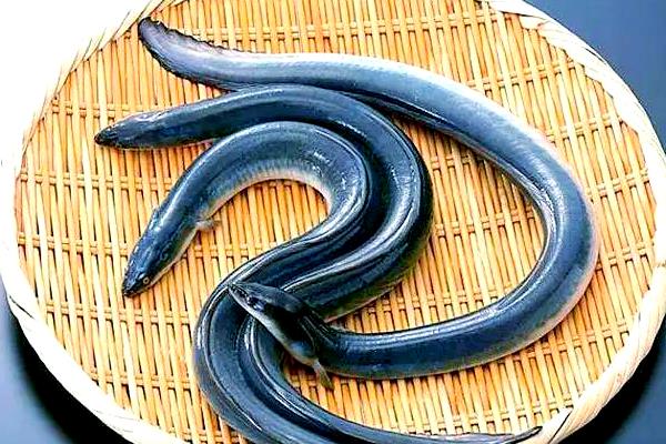 鳗鱼产于哪里，在我国主产于长江、闽江等水域