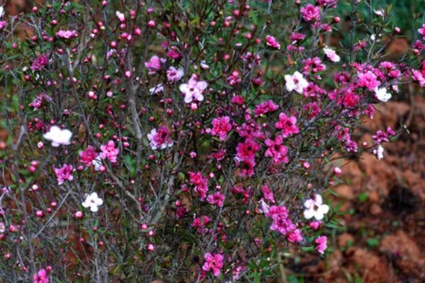 松红梅的花语是什么，寓意胜利、坚强坚定等