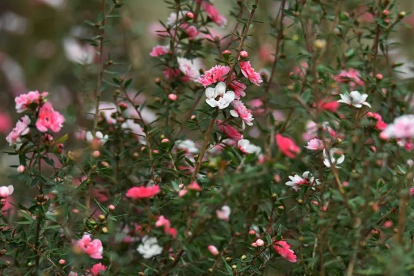 松红梅的花语是什么，寓意胜利、坚强坚定等