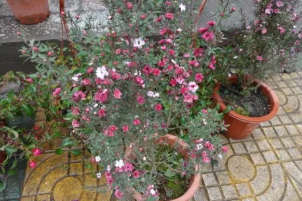 松红梅的花语是什么，寓意胜利、坚强坚定等