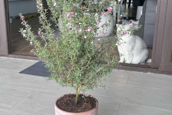 松红梅的花语是什么，寓意胜利、坚强坚定等