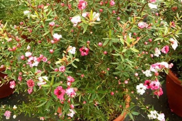 松红梅的花语是什么，寓意胜利、坚强坚定等