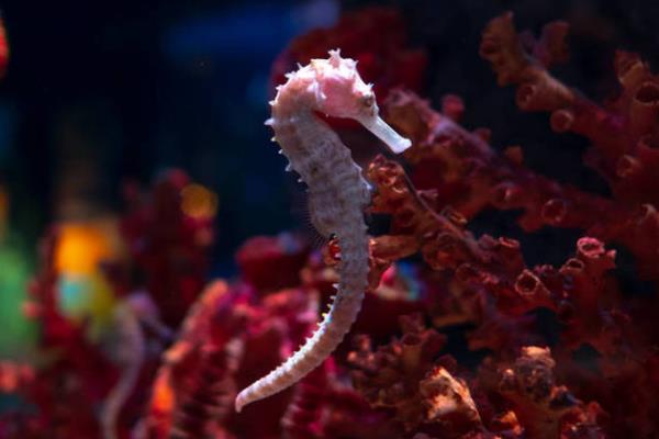 海马是不是鱼类，属于小型海洋鱼类