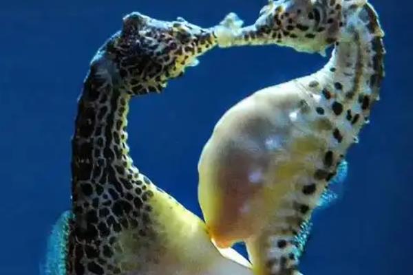 海马是不是鱼类，属于小型海洋鱼类