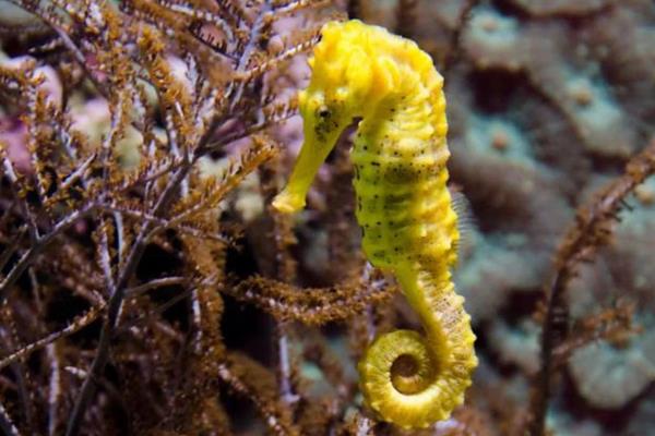 海马是不是鱼类，属于小型海洋鱼类