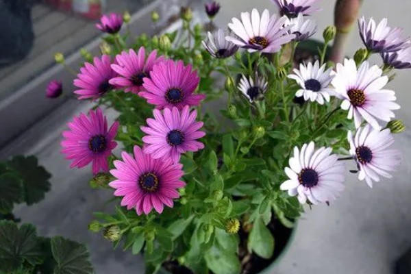 重瓣蓝目菊如何养殖，适宜的生长温度在18-26度