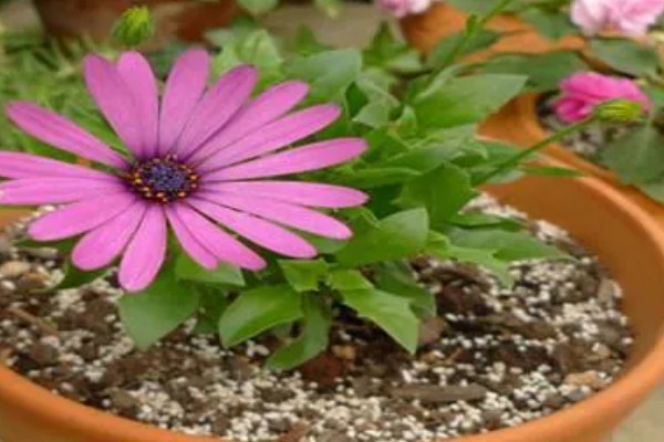 重瓣蓝目菊如何养殖，适宜的生长温度在18-26度