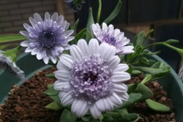 重瓣蓝目菊如何养殖，适宜的生长温度在18-26度