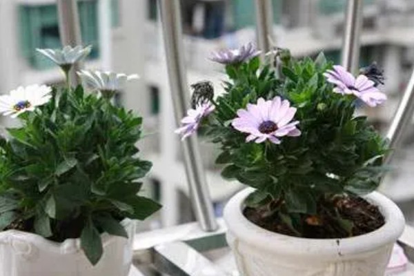 重瓣蓝目菊如何养殖，适宜的生长温度在18-26度