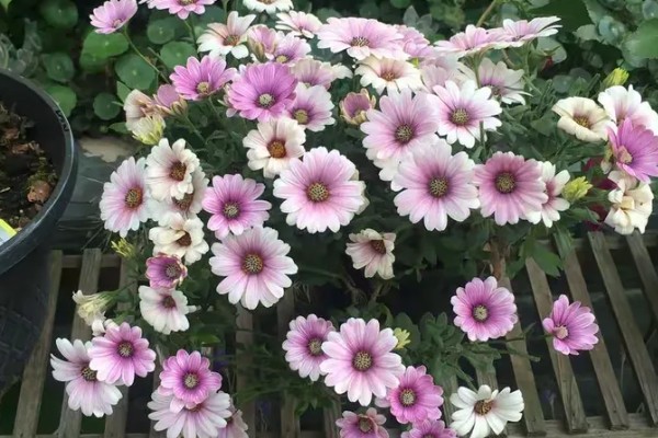 重瓣蓝目菊如何养殖，适宜的生长温度在18-26度