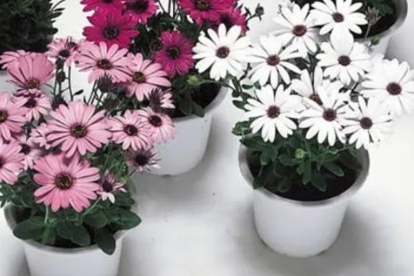 重瓣蓝目菊如何养殖，适宜的生长温度在18-26度