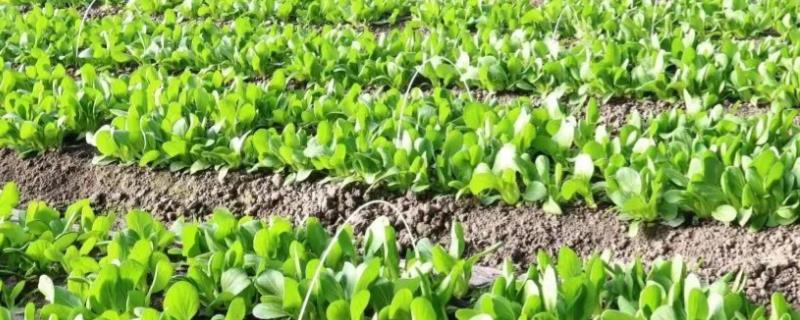 什么是反季节大棚蔬菜，是指春季提前生产的蔬菜