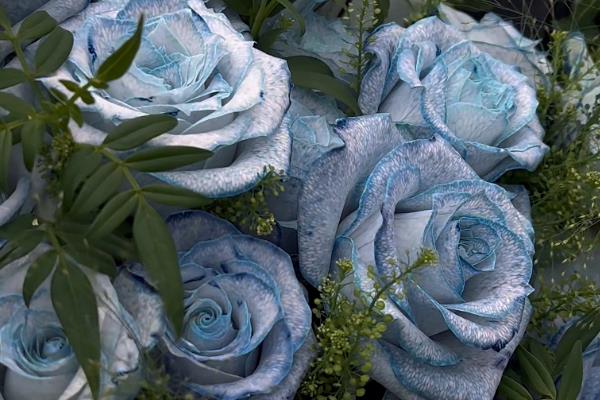 玫瑰的花语大全，不同颜色的花语不同