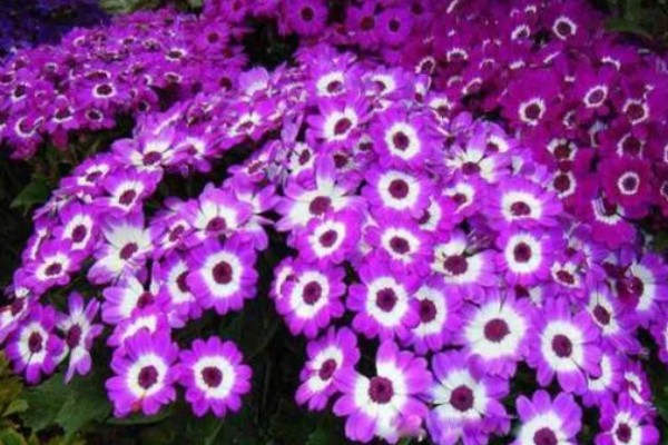 瓜叶菊一年四季都开花吗，花期主要集中于春夏季