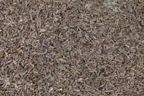 瓜叶菊一年四季都开花吗，花期主要集中于春夏季