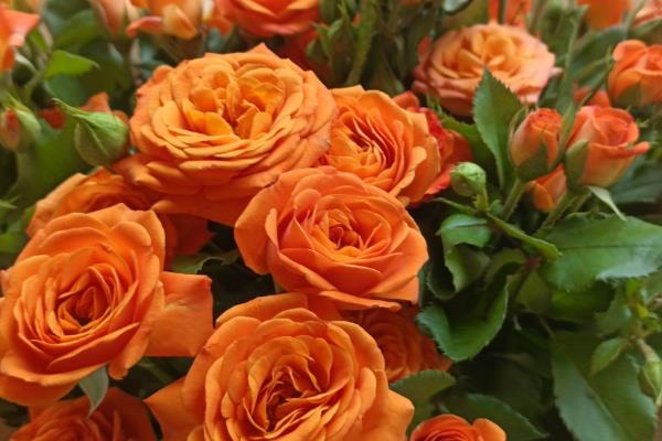 玫瑰的花语大全，不同颜色的花语不同