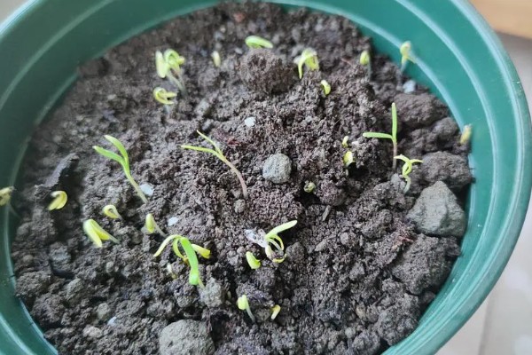 瓜叶菊一年四季都开花吗，花期主要集中于春夏季