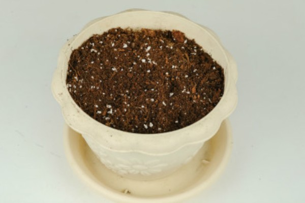 瓜叶菊一年四季都开花吗，花期主要集中于春夏季