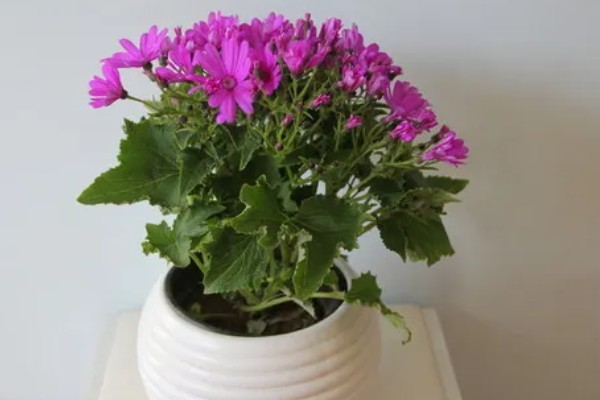 瓜叶菊一年四季都开花吗，花期主要集中于春夏季