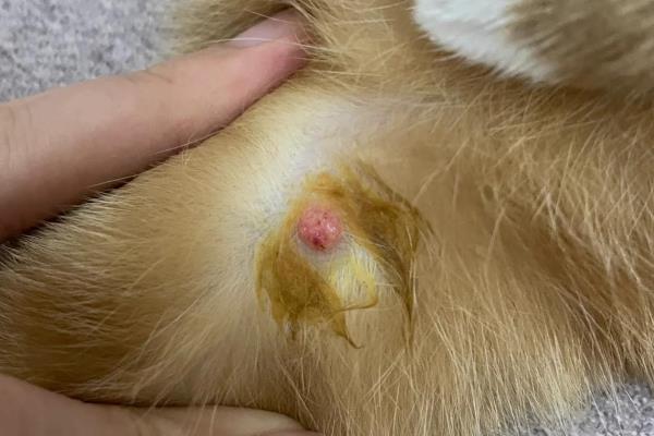 犬猫淋巴肉瘤怎么治疗，可使用环磷酰胺等药物