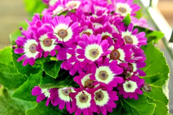 瓜叶菊一年四季都开花吗，花期主要集中于春夏季