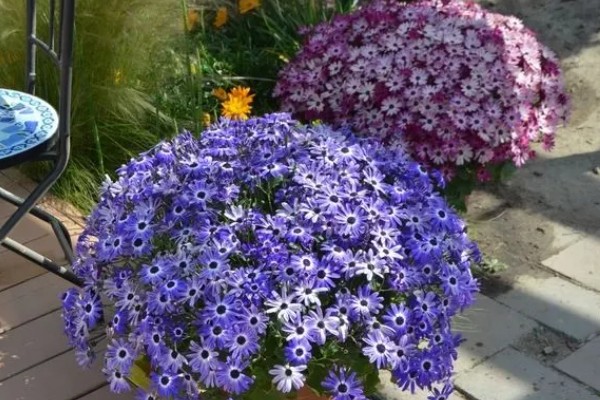 瓜叶菊一年四季都开花吗，花期主要集中于春夏季