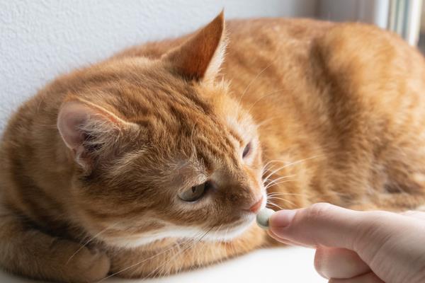 犬猫淋巴肉瘤怎么治疗，可使用环磷酰胺等药物