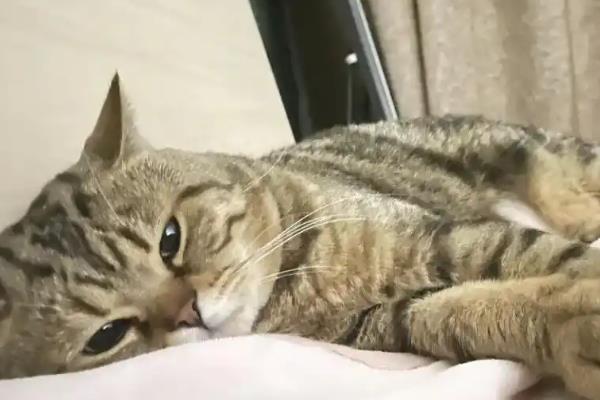 犬猫淋巴肉瘤怎么治疗，可使用环磷酰胺等药物