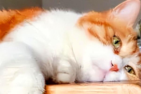 犬猫淋巴肉瘤怎么治疗，可使用环磷酰胺等药物