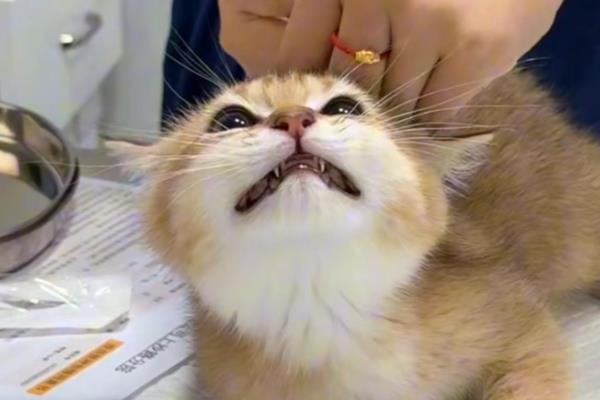 犬猫淋巴肉瘤怎么治疗，可使用环磷酰胺等药物