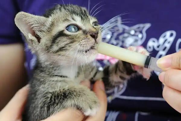 犬猫淋巴肉瘤怎么治疗，可使用环磷酰胺等药物