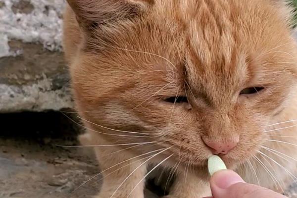 犬猫淋巴肉瘤怎么治疗，可使用环磷酰胺等药物