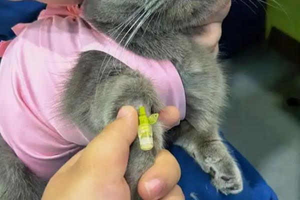 犬猫淋巴肉瘤怎么治疗，可使用环磷酰胺等药物