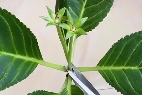 盆栽芙蓉花如何繁殖，可扦插、播种等