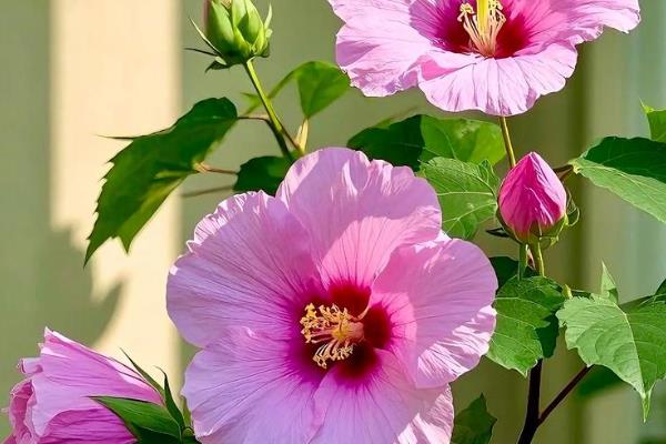 盆栽芙蓉花如何繁殖，可扦插、播种等