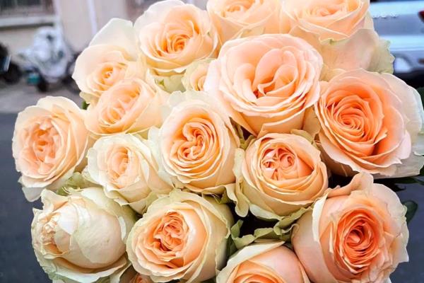 玫瑰的花语大全，不同颜色的花语不同